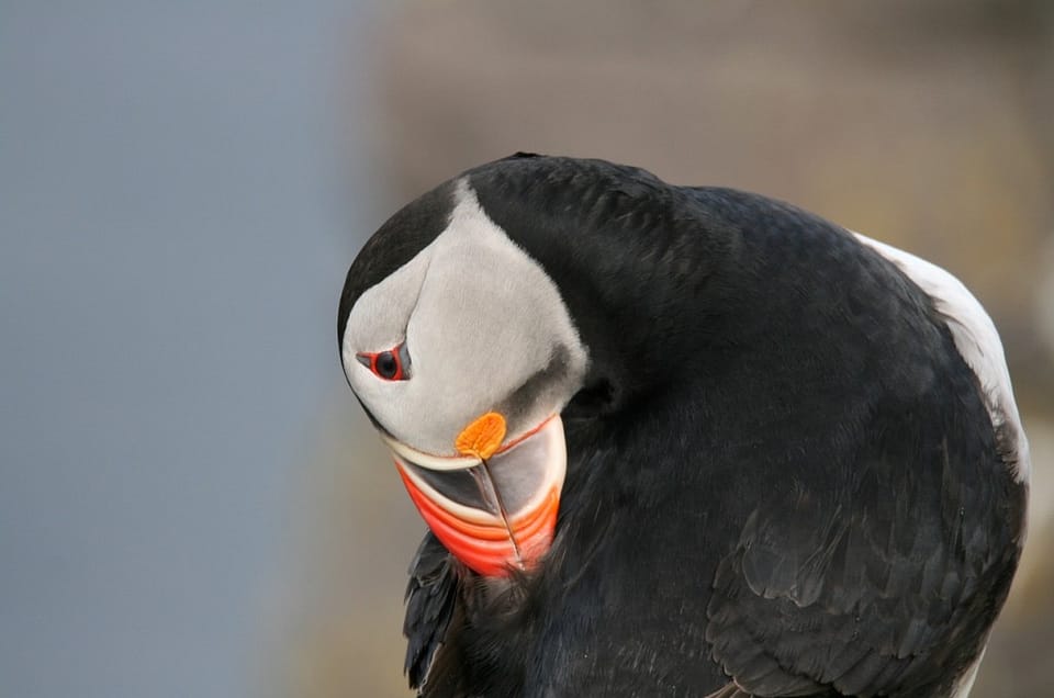 IS puffin 106 1280 1024x683